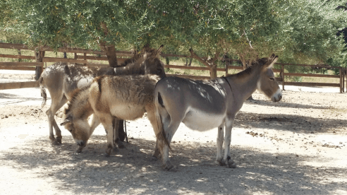 Asinara-Tour